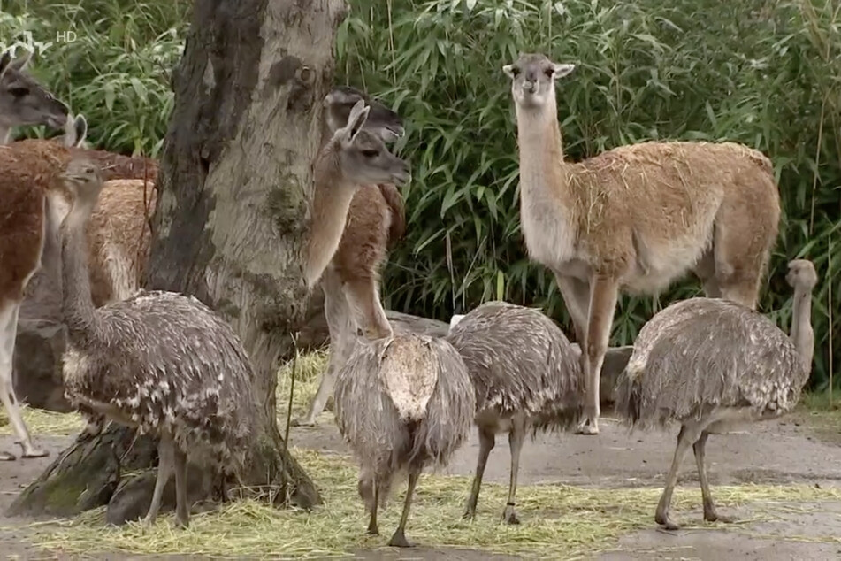 Bei den Nandus (hier zusammen im Gehege mit den Lamas) im Leipziger Zoo hat der Brutzyklus begonnen.