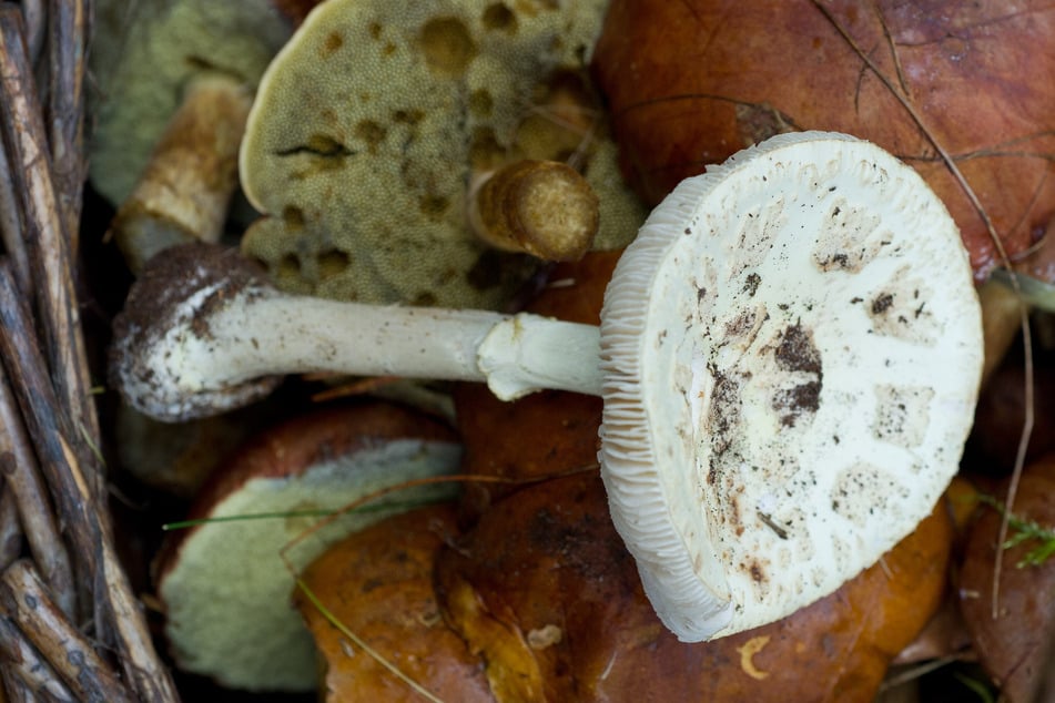 Ein Pilzkorb mit Maronen-Röhrlingen und einem giftigen Knollenblätterpilz steht in einem Wald.