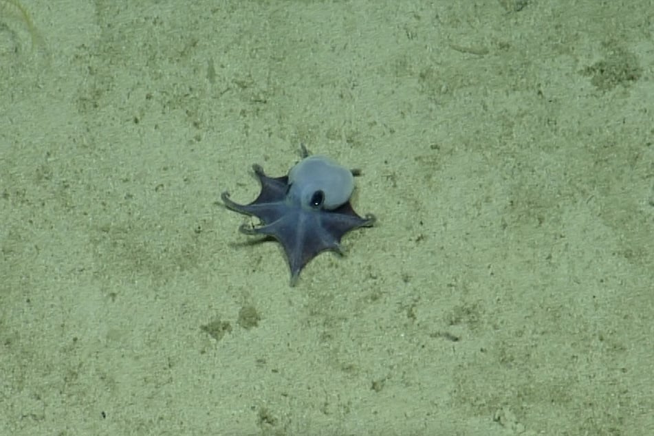 An image released on May 22, 2026, by the Charles Darwin Foundation shows a newly discovered blue pygmy octopus off the Galapagos Islands.