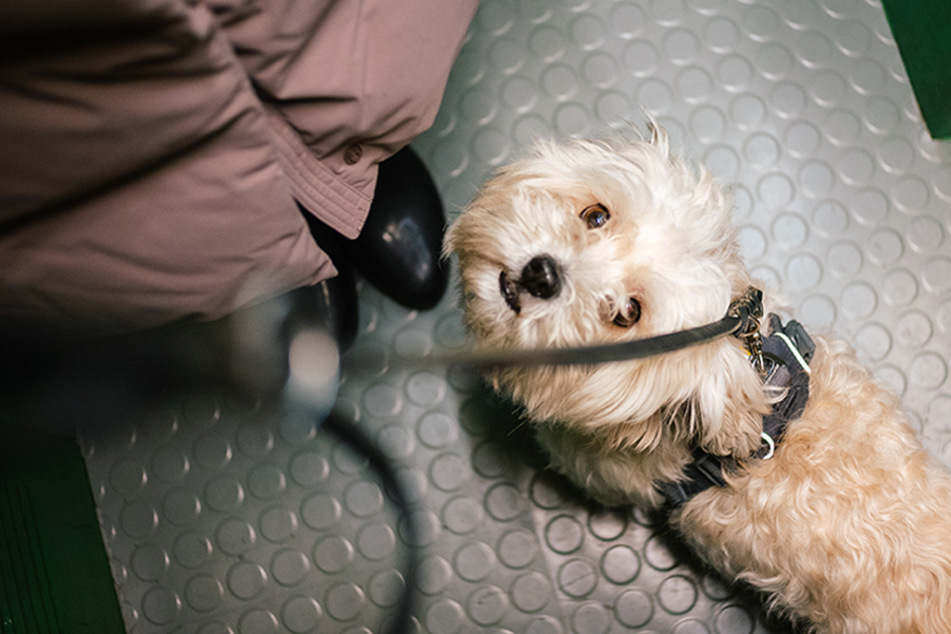 A dog was saved by a bystander who noticed it was stuck between elevator doors. (Stock photo)