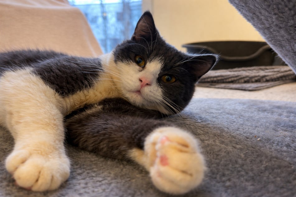 Kater Nissan ist wie sein Partner sehr gesprächig und sucht den Kontakt zu Menschen.