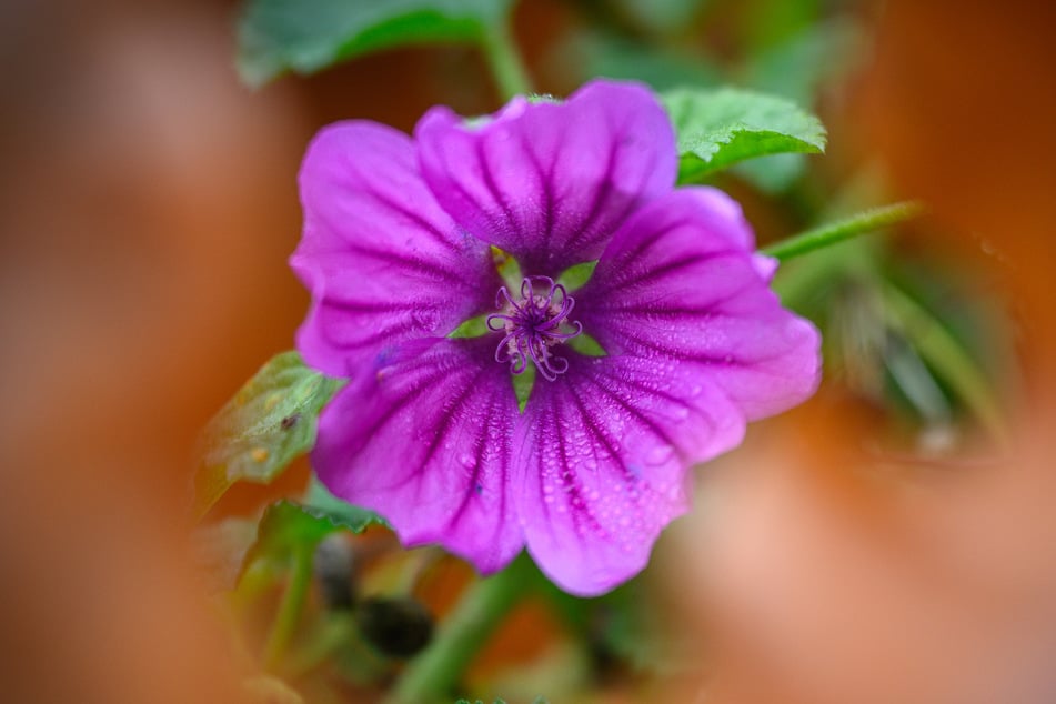 Im Frühling fängt es an zu blühen. Aber ist es ein guter Zeitpunkt zum Pflanzen? (Symbolfoto)