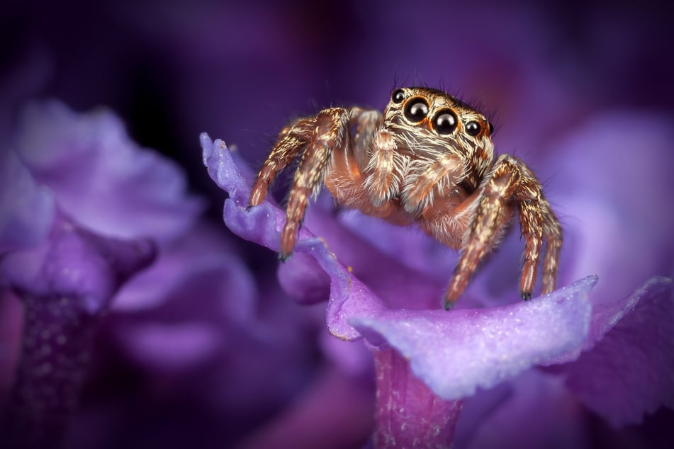 Kleine Spinnen werden im Gegensatz zu ihren großen Artgenossen häufig niedlich empfunden.