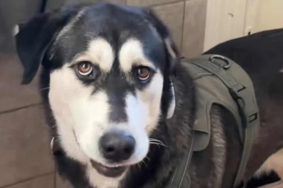 Den Golden-Retriever-Anteil muss man bei Zade erstmal suchen.