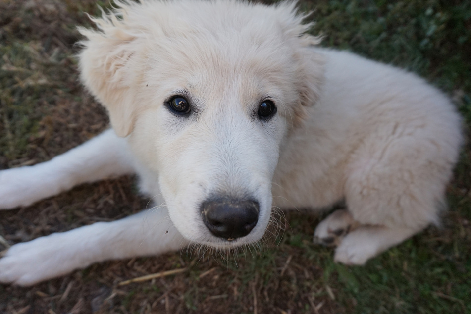 There are few white dog breeds more iconic than the great Pyrenees.