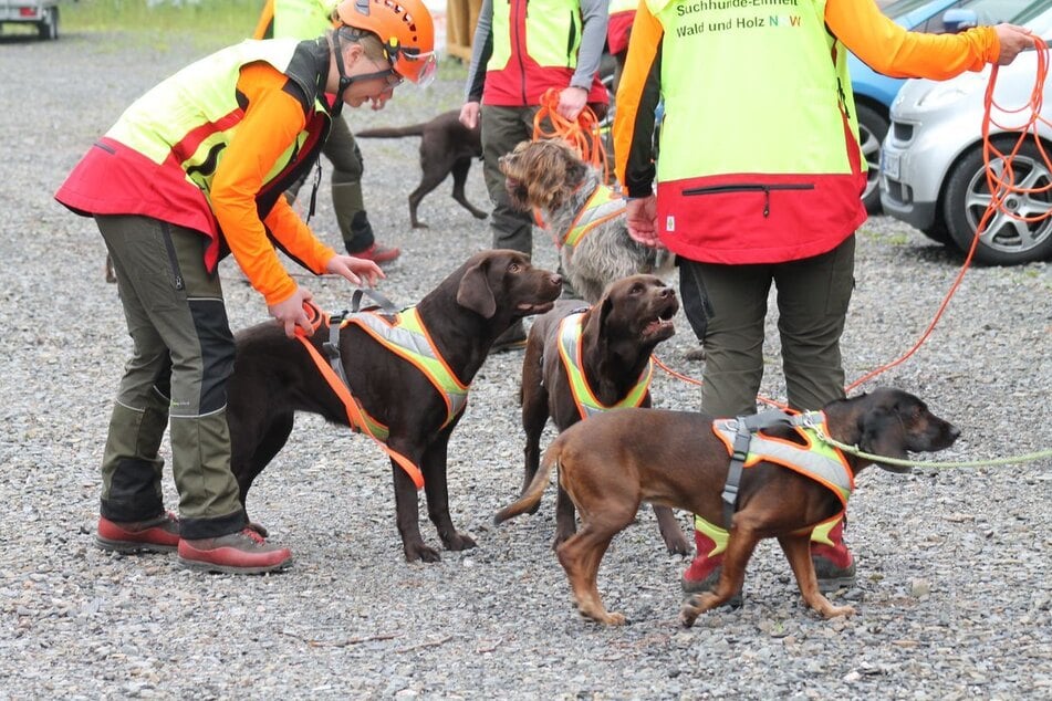 Die Hunde-Einheit von Wald und Holz NRW begab sich im Juni mehrfach auf die Suche nach weiteren verendeten Wildschweinen.