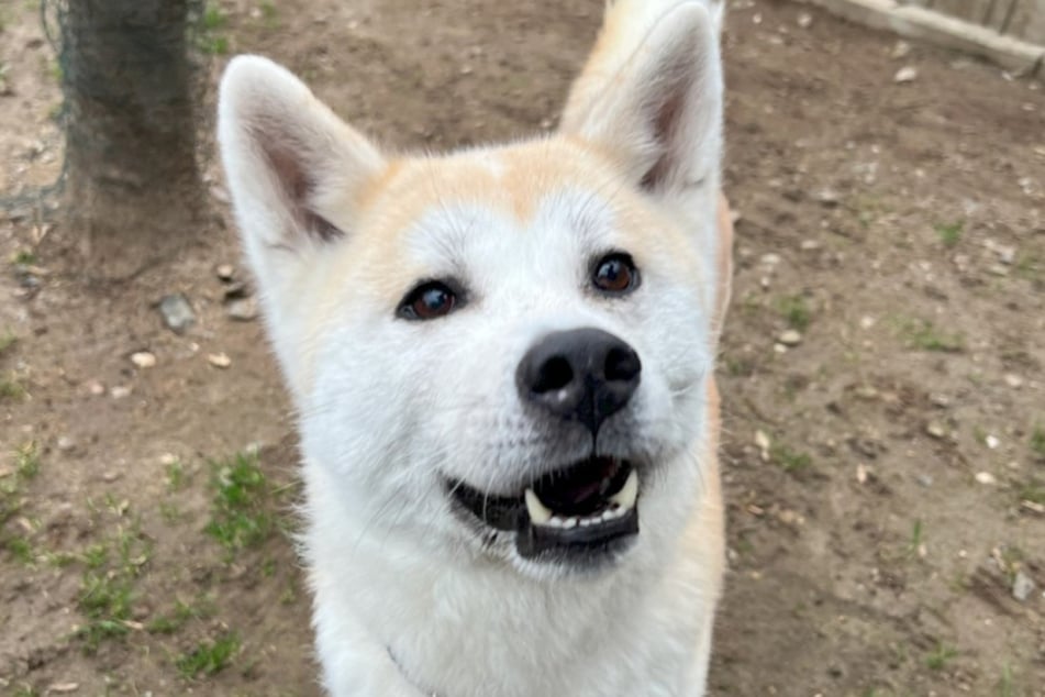 Akita-Inu-Hündin Yuna sucht ein Zuhause bei souveränen und erfahrenen Haltern.