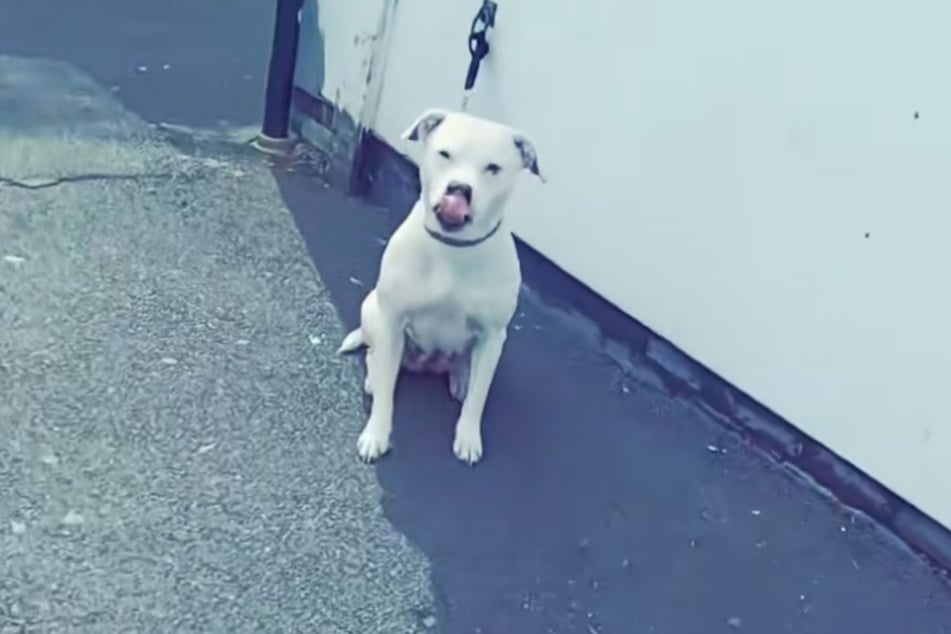 Hunde-Dame Anna wartete zum Glück artig.