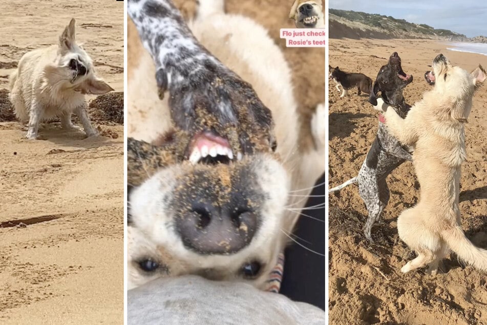 Die Fotos erhielt Rosies Frauchen während der Betreuungszeit ihres Vierbeiners.