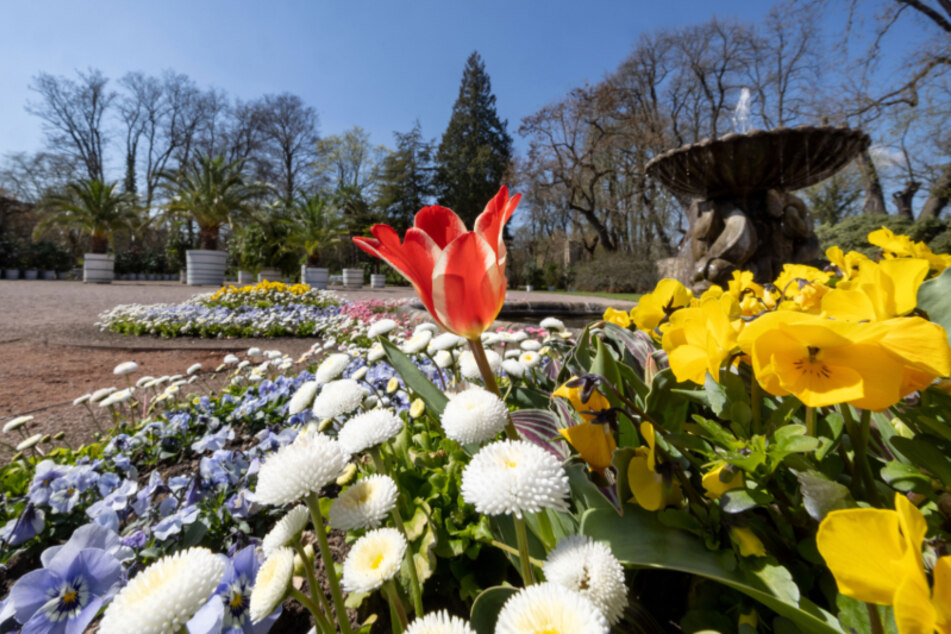Blumen blühen in der Orangerie des Schlosspark Belvedere in Weimar. Der weitläufige Park gehört zu den 25 Außenstandorten der Bundesgartenschau 2021.