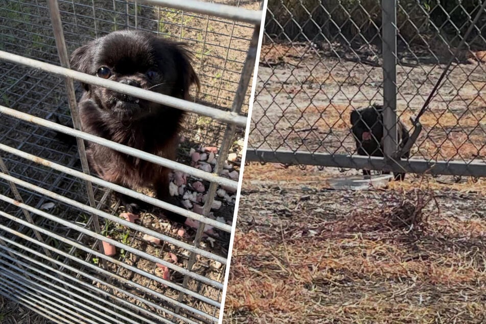 Frau denkt, sie findet Spielzeug am Straßenrand: Doch die Realität ist einfach nur bitter