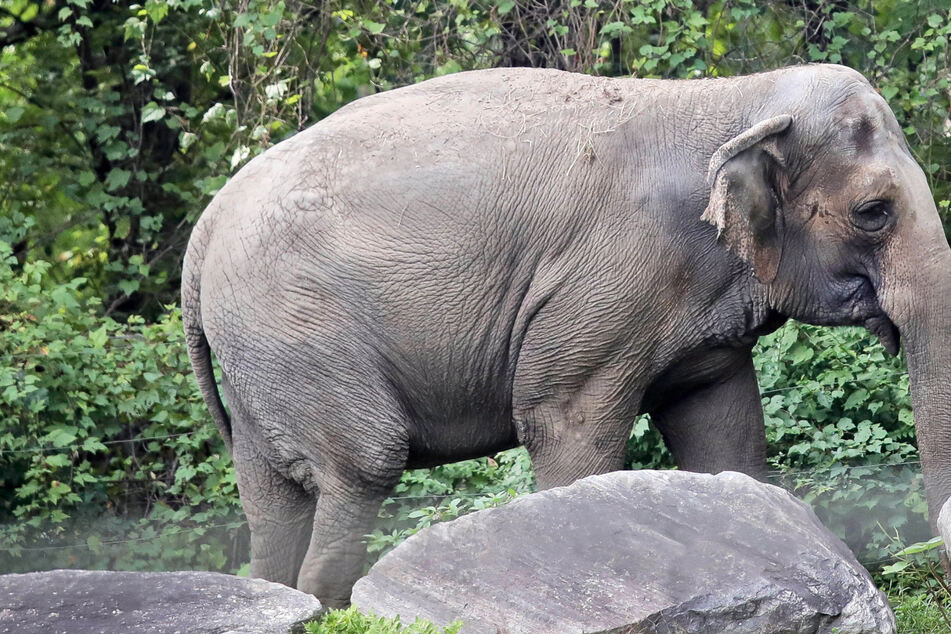 Abschied: Kölner Zoo muss sich nach Tod von "Maejaruad" von weiterem Elefanten trennen
