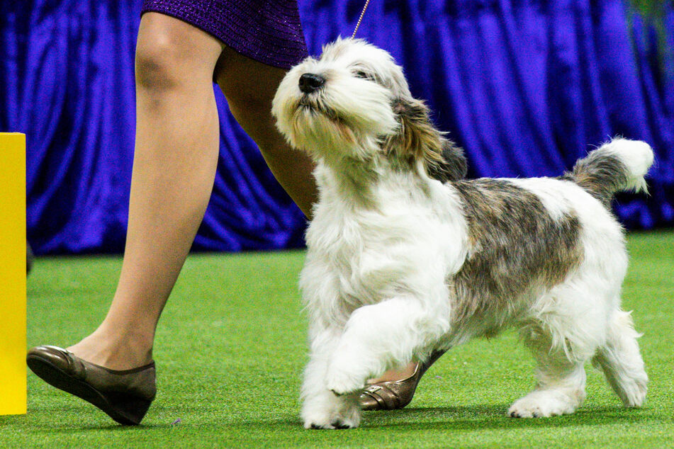The PBGV is a dog initially bred to hunt rabbits in France.