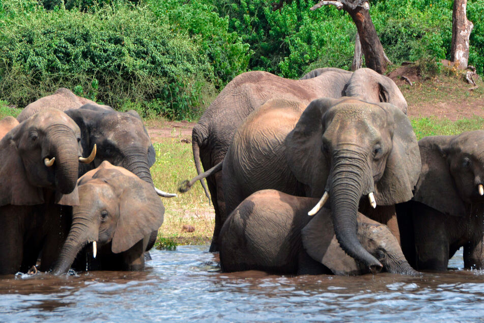 So friedlich, wie die Dickhäuter hier planschen, verhalten sich Elefanten in Botswana nicht nur.