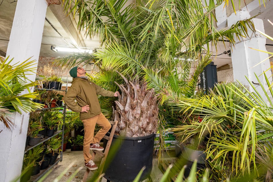 Das Prachtexemplar: Martin Jentzsch begutachtet seine Chilenische Honigpalme.