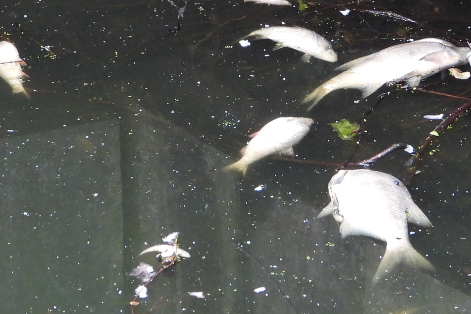 Zwei Tonnen tote Tiere: Starkregen führt zu Fischsterben