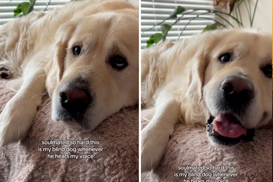 Golden Retriever Daredevil liebt seine Besitzerin über alles.