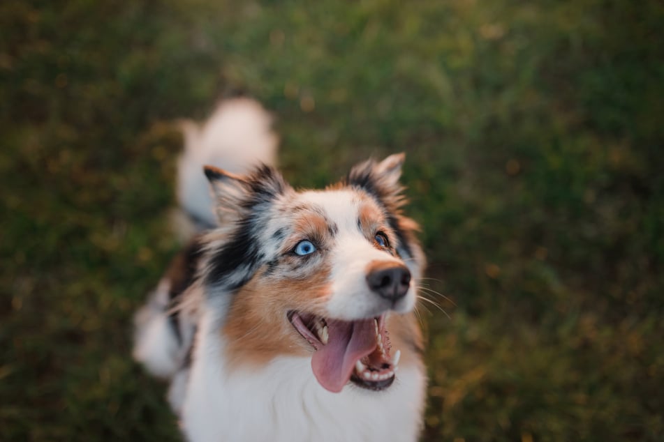 The best way to get dogs to follow directions is to point and stare at an object, a new study has found.