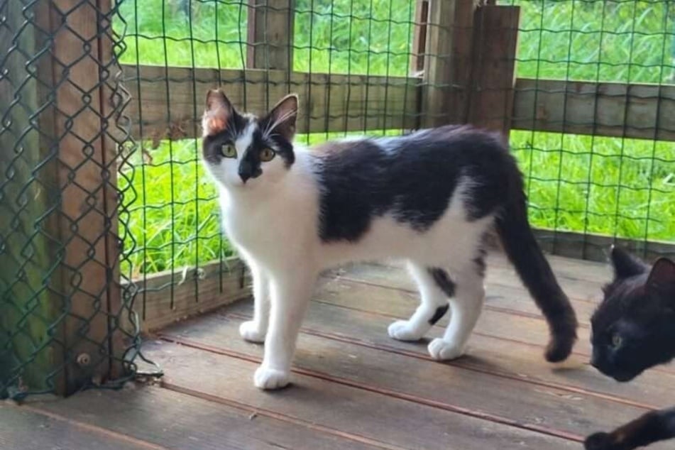Der junge Kater Piri-Piri liebt es, gestreichelt zu werden.