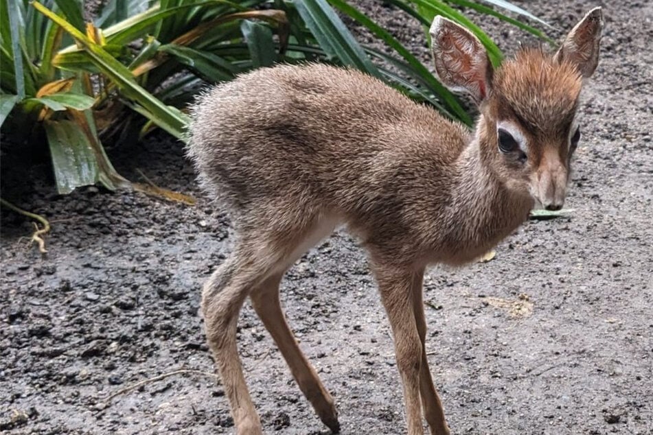 Baby-Weltrekord im Leipziger Zoo: Hasengroße Antilope ist eine echte Geburtsmaschine