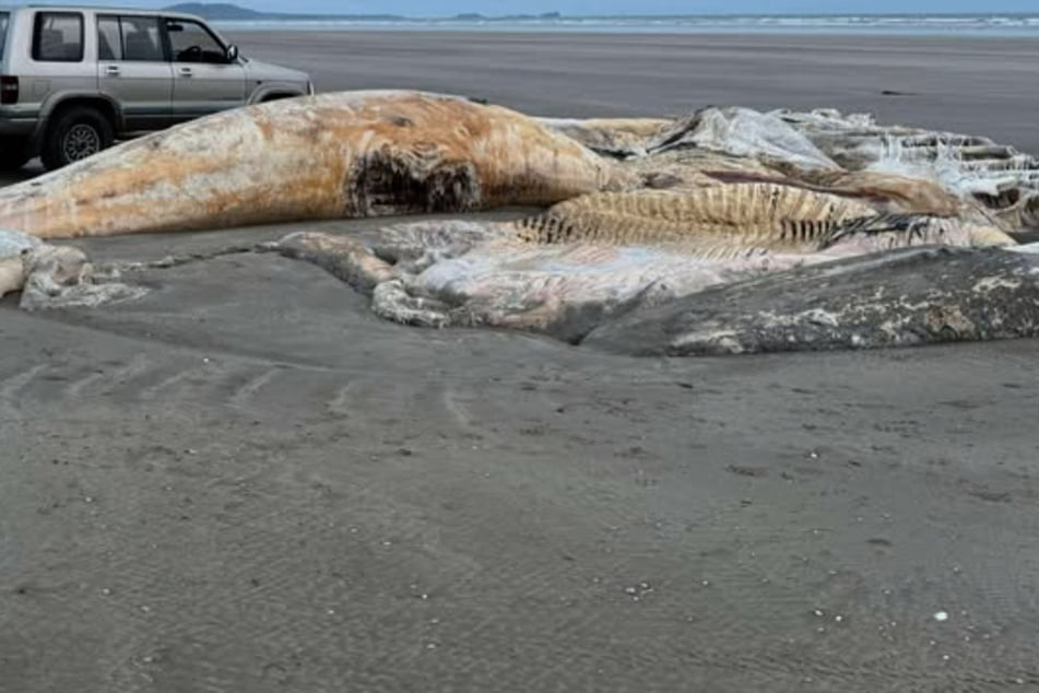 Experts puzzelen: Mysterieus wezen aangespoeld op strand