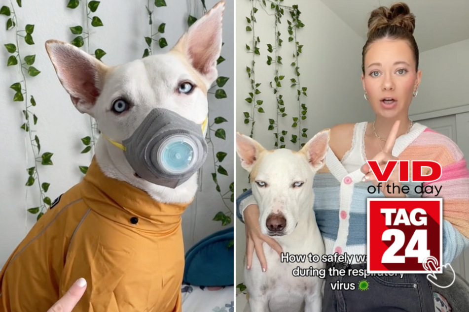 viral videos: Viral Video of the Day for December 11, 2023: Dog mama takes all the safety precautions amid epidemic