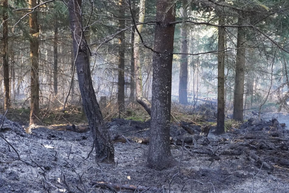 Die Flammen verwüsteten über vier Hektar Wald.