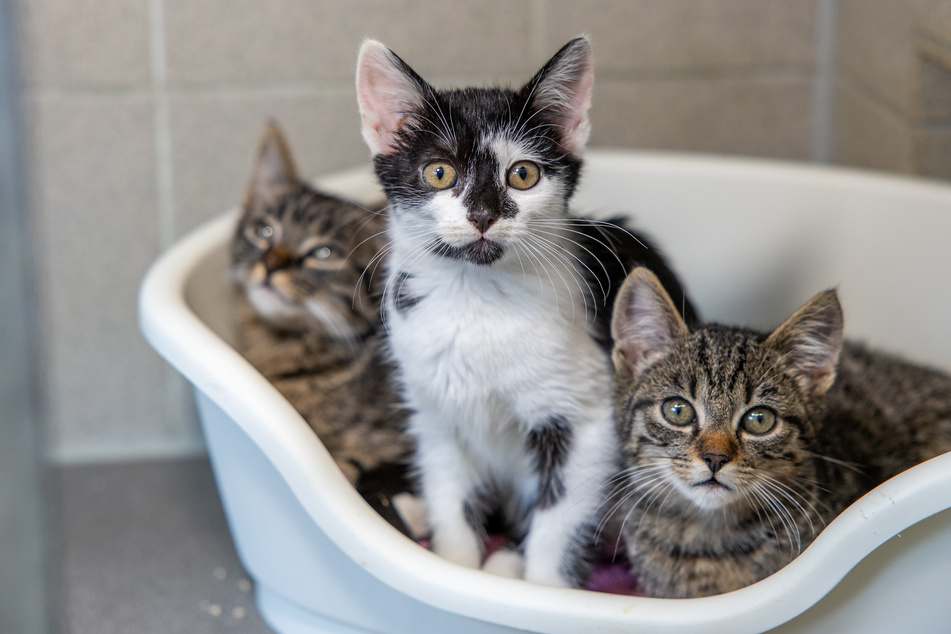 Die drei jungen Kätzchen wurden in einem Karton abgelegt.