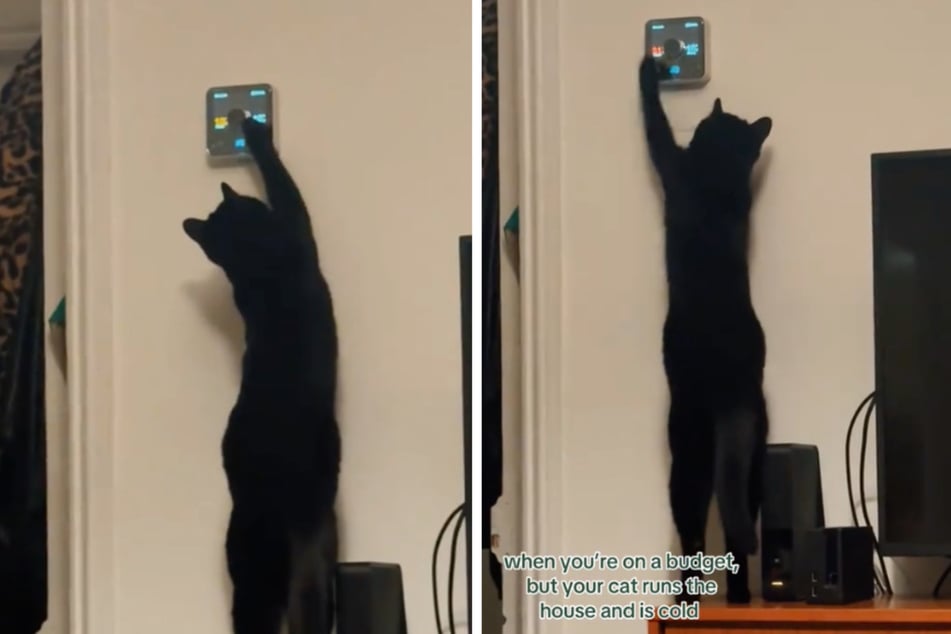 La pata de terciopelo negra sabe con exactitud dónde girar para que haga un calor agradable en el apartamento.