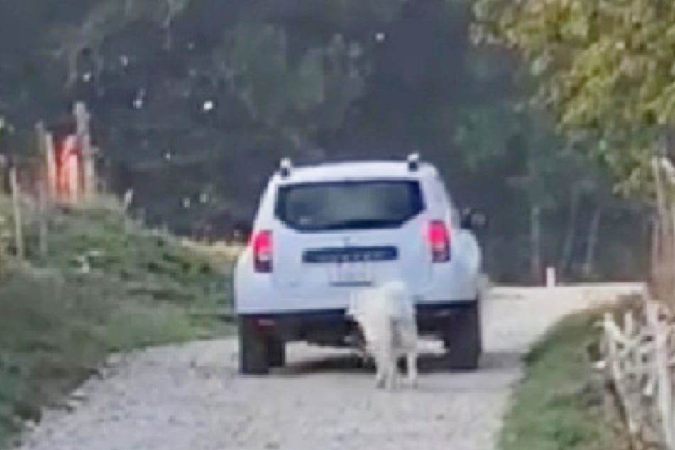 Weimar: Mercedes-Fahrer lässt Hund bei 30 Grad allein im Auto und zeigt  sich uneinsichtig