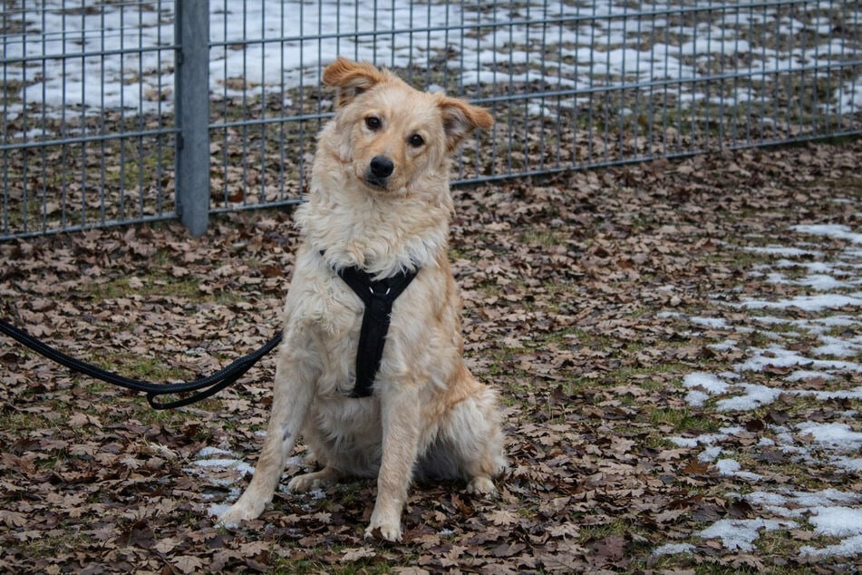 Míšenec Snoopy je neopracovaný surový diamant, který se s vhodným vedením může vyvinout v skvělého společníka.