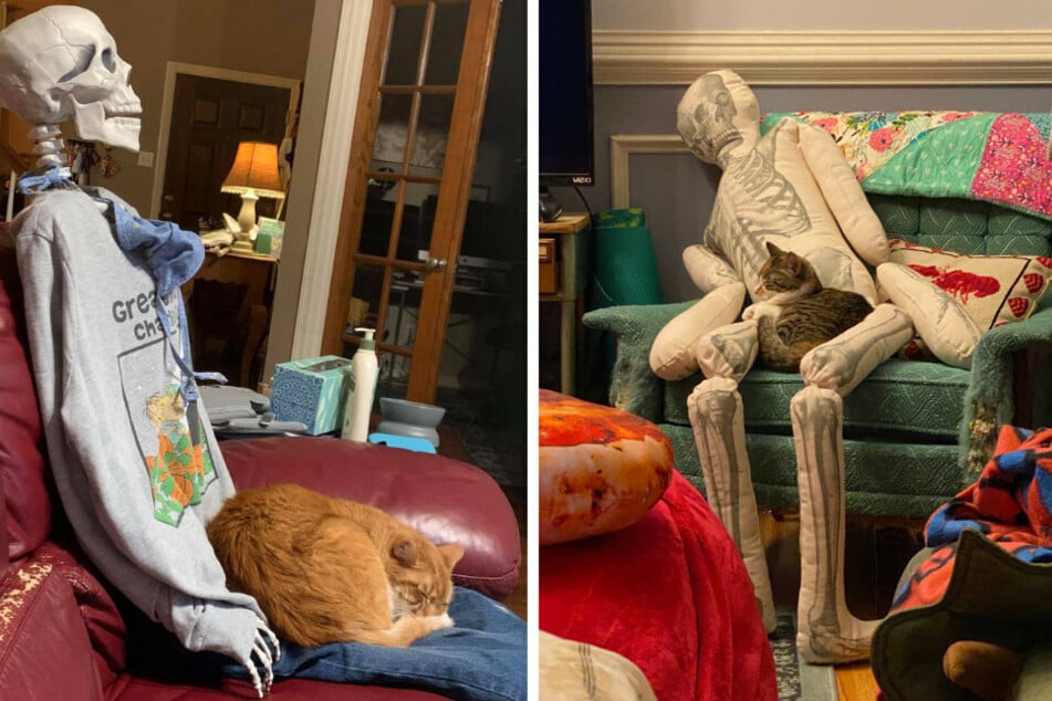 Cats seem to find a skeleton's bony lap quite comfortable (collage).