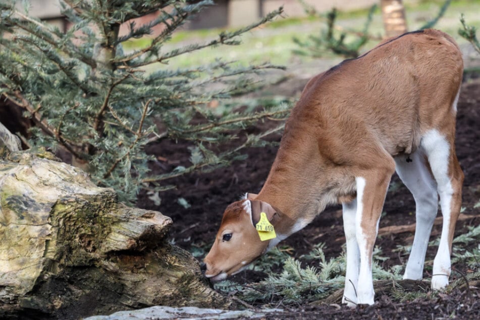 Kölner Zoo freut sich über doppelten Nachwuchs: Es handelt sich um zwei besondere Tiere