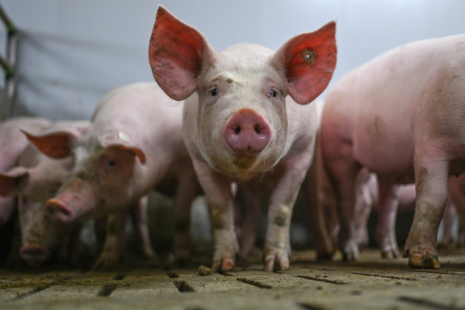 In Sachsens Ställen stehen immer weniger Schweine. Die Bestände sind im vergangenen Jahr erneut zurückgegangen.