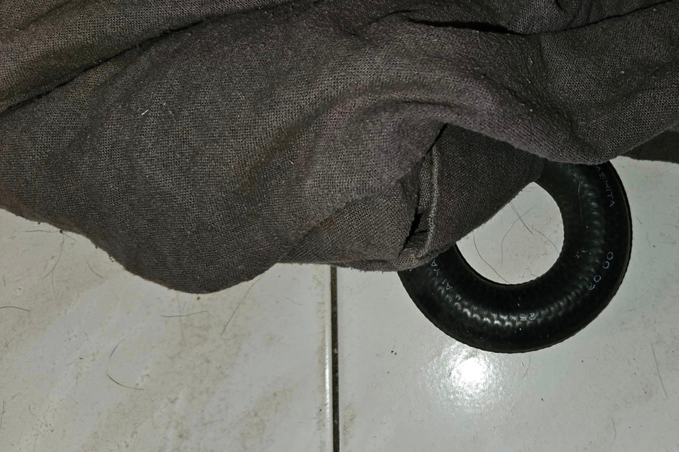 Schlangenfängerin soll Giftnatter aus Wohnung entfernen: Doch damit hat sie nicht gerechnet