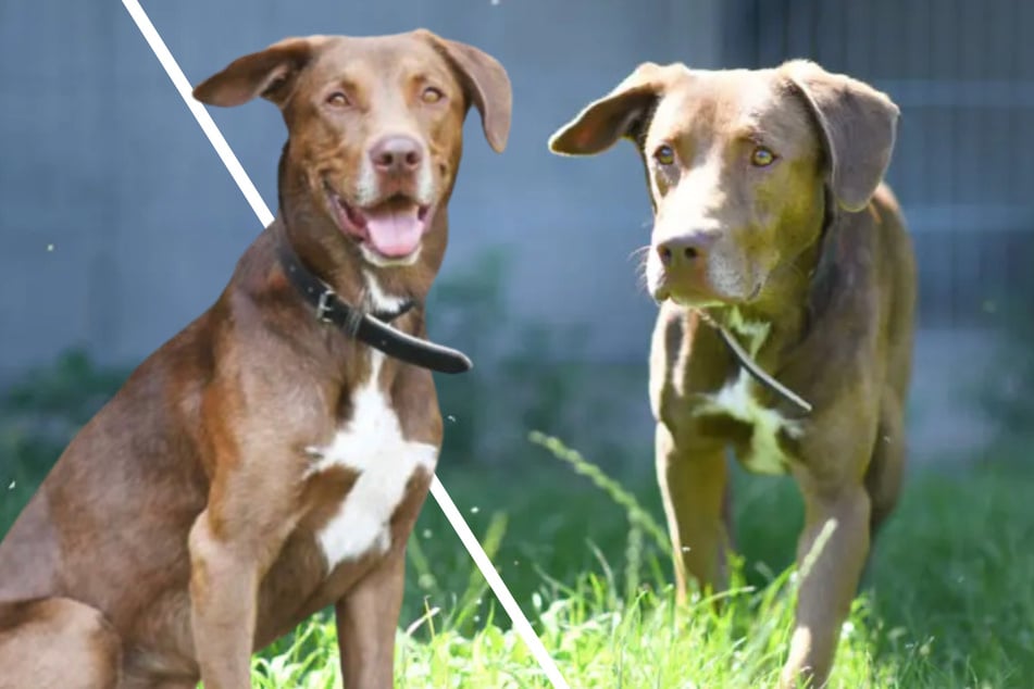 Hund Lennox hat Angst: Kannst Du dem lieben Labrador-Mix Halt geben?