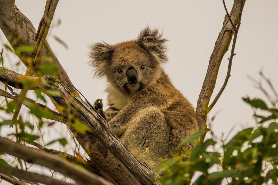 Koalas are some of the cutest, but dumbest animals in the world.