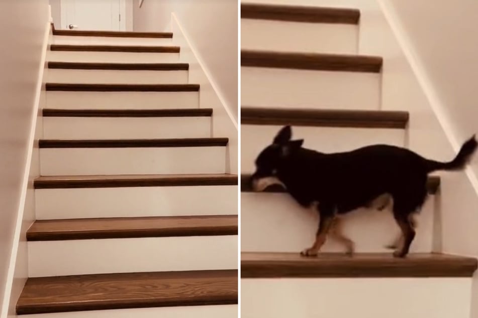 Große Treppe, kleiner Hund: Diego muss sich etwas einfallen lassen.