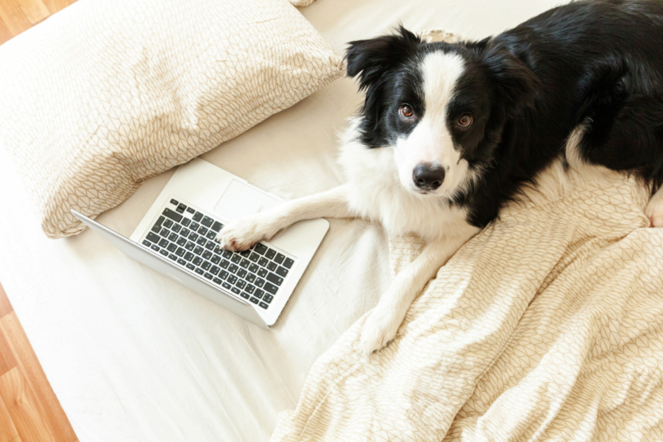 A video of a border collie working from home has gone viral (stock image).