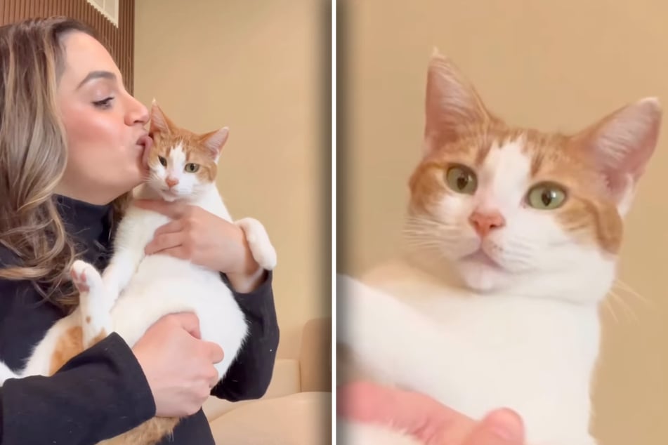 Frau leckt Katze mehrfach ab: Doch die Ekel-Aktion hat einen Haken
