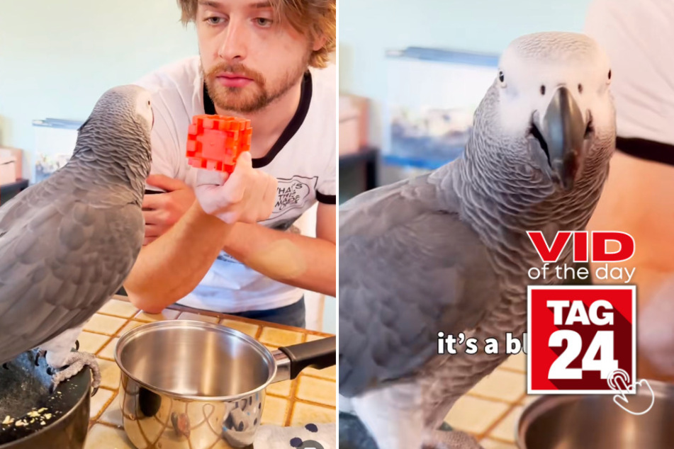 viral videos: Viral Video of the Day for June 1, 2023: This amazing parrot is smarter than your average pet!