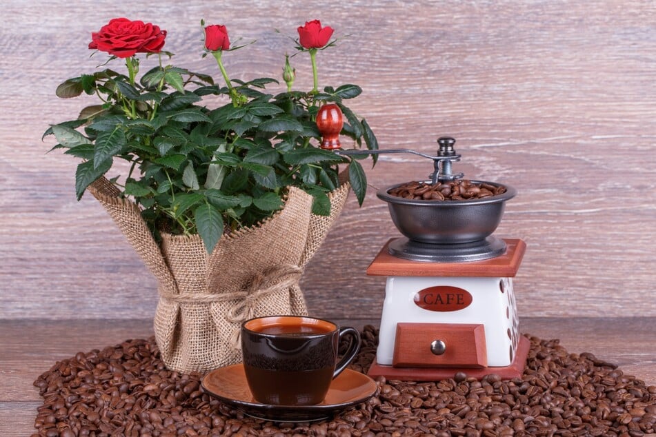 Kaffee und Rosen harmonieren nicht nur optisch - Kaffeesatz ist eine gute Ergänzung zum Rosendünger.