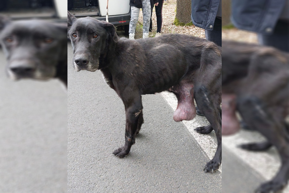 In einem katastrophalen Zustand wurde Tammy vom Tierheim Wurzen sichergestellt.