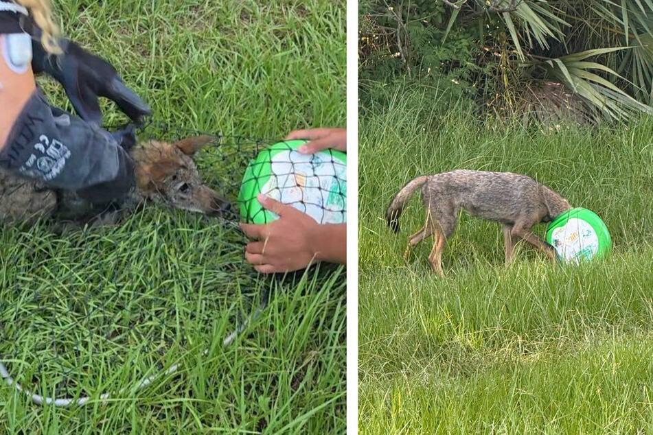 Tödliche Falle: Kojote verfängt sich in grünem Plastikbehälter