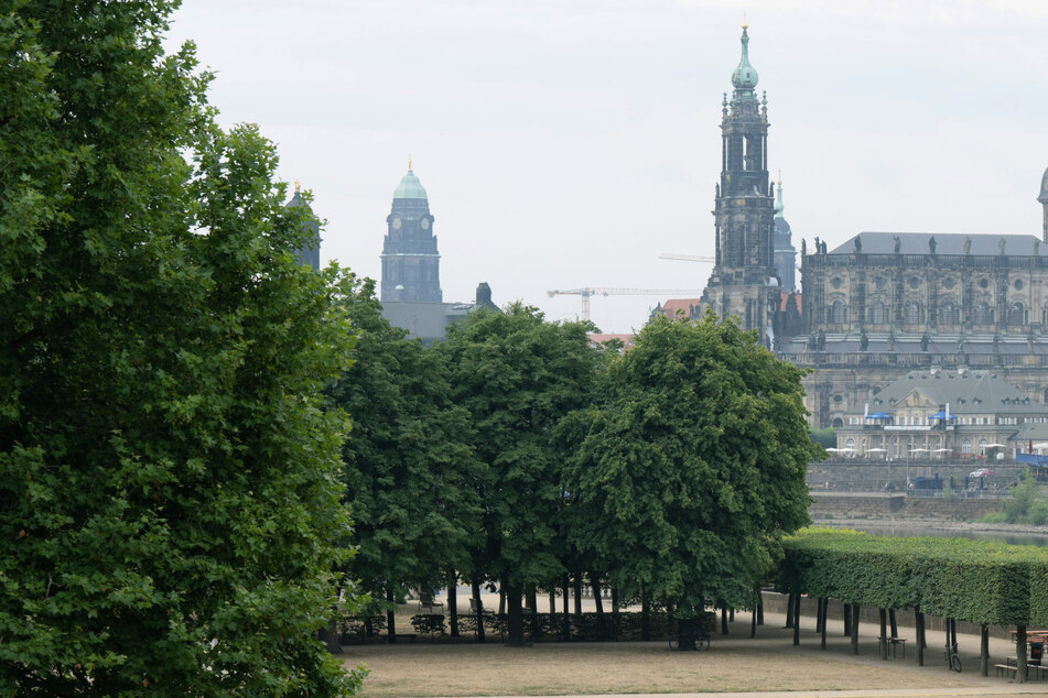 In Dresden gibt es derzeit rund 104.000 Stadtbäume, davon stehen 55.000 an Straßen und anderen Verkehrswegen.