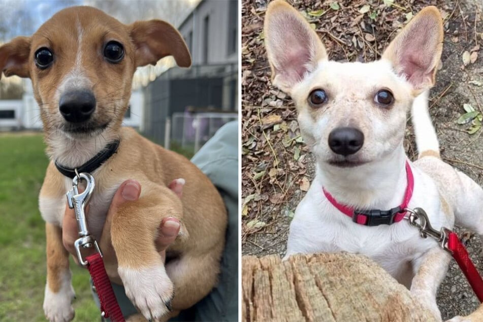 Elf Hunde aus dreckigem Haus gerettet: Nun gibt es tolle Neuigkeiten!