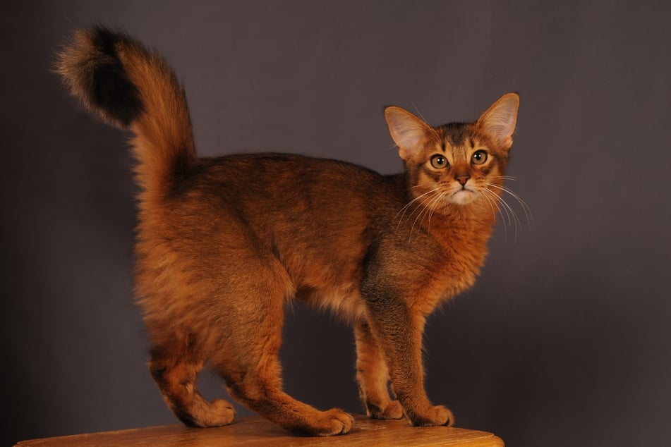 Bei Somali-Katzen ist der Rücken meist dunkler gefärbt als die Unterseite des Bauches.