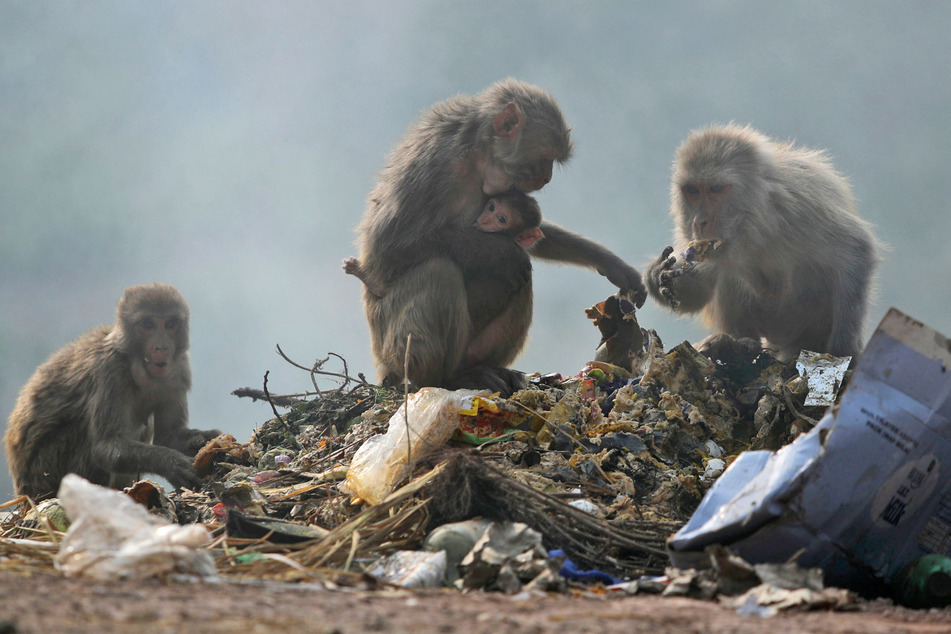Affen nehmen in Indien, was sie kriegen können. Im Notfall fressen sie den Abfall der Menschen.