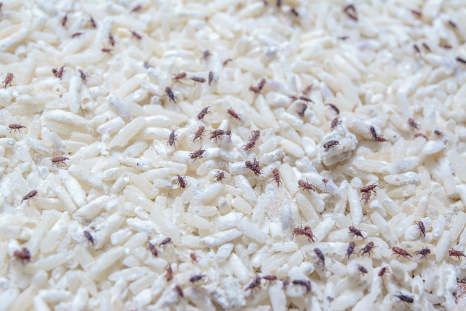 Reiskäfer legen ihre Eier in die Reiskörner und machen das Nahrungsmittel damit unbrauchbar.