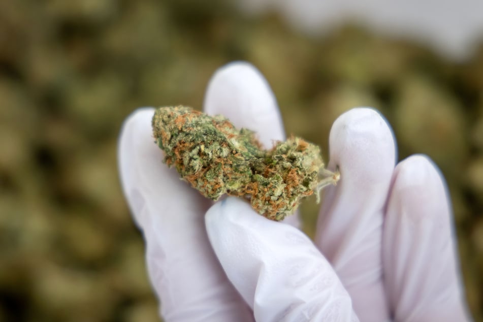 Getrocknete Cannabis-Blüten wie diese werden ab Oktober in der Franz-Mehring-Straße ausgegeben.